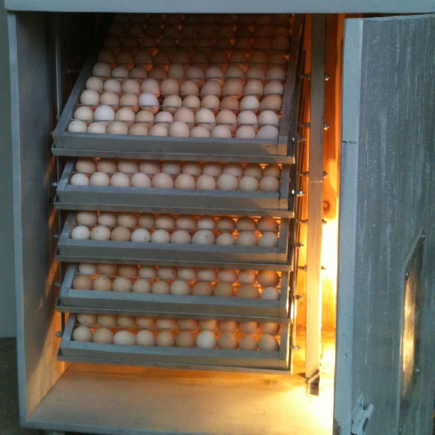 Mạch điều khiển nhiệt độ PID được sử dụng trong việc ấp nở trứng gia cầm...